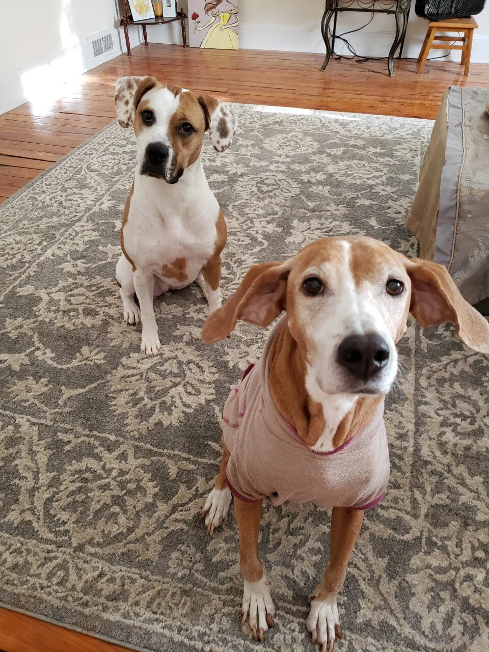  Lily A. (right) and her sister Scarlett await the annual Christmas ham bone 